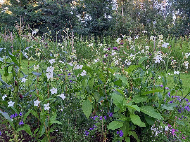 Valkotupakka