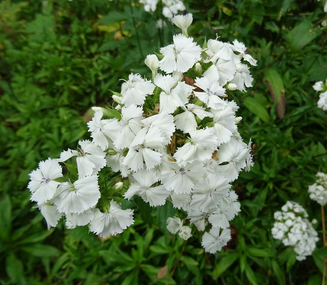 Harjaneilikka 