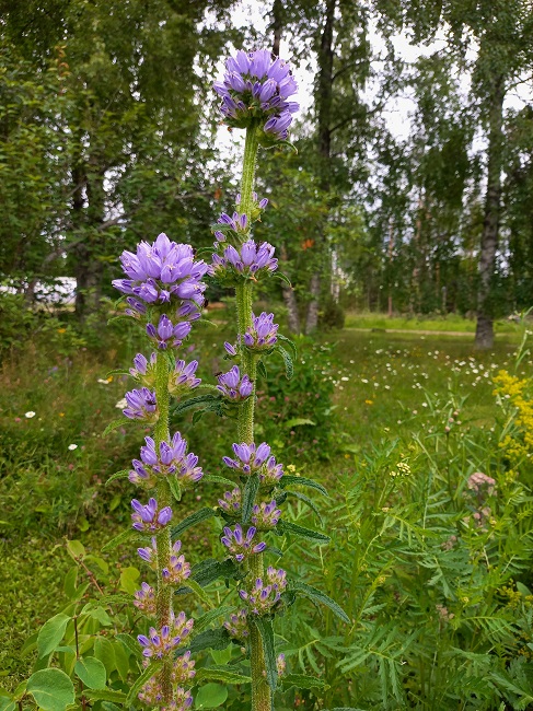 Hirvenkello