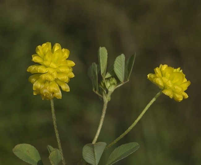 Kelta-apila