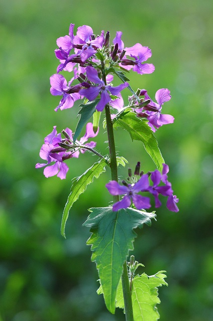Kesäkuuruoho