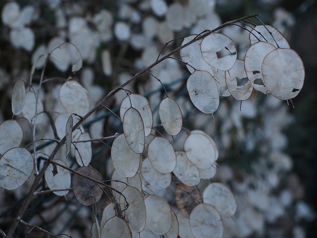 Kesäkuuruoho