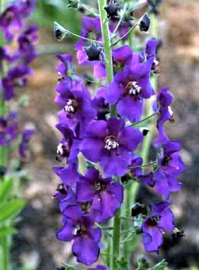 Purppuratulikukka  