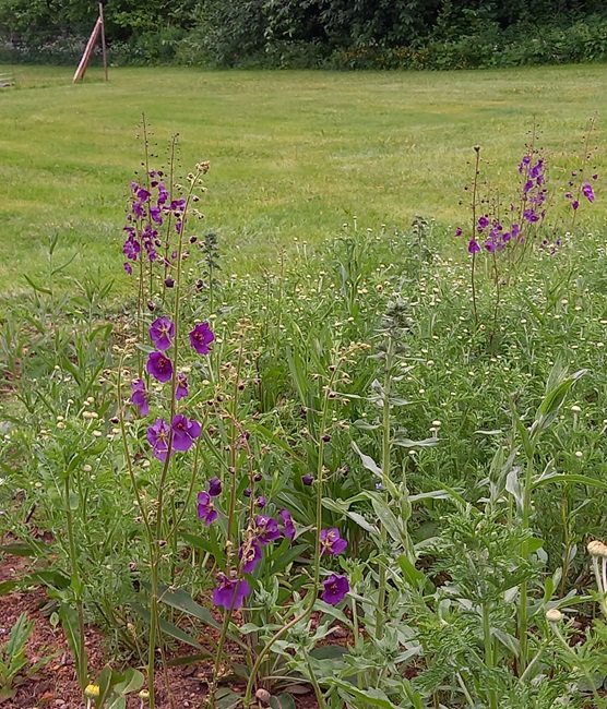 Purppuratulikukka 
