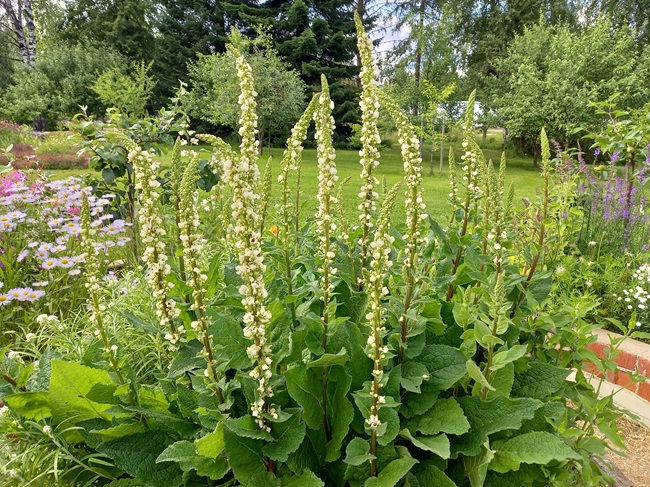 Ranskantulikukka 
