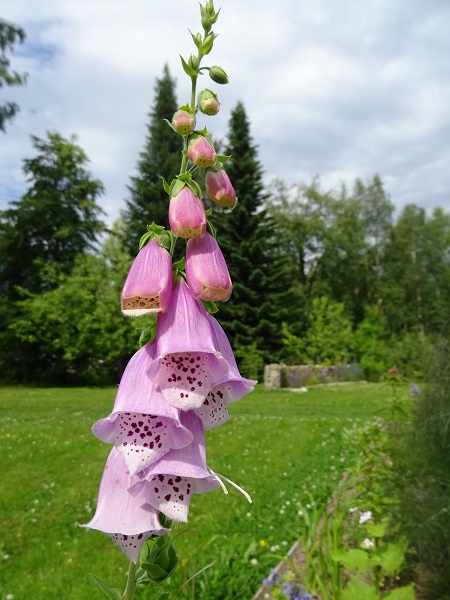 Rohtosormustinkukka