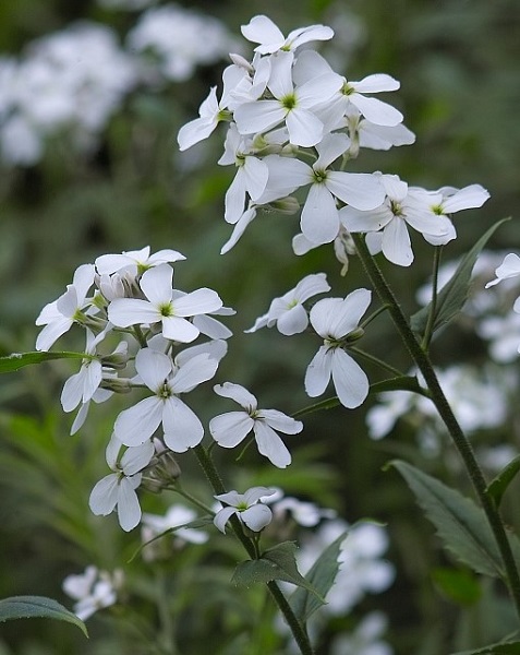 Tarhaillakko 