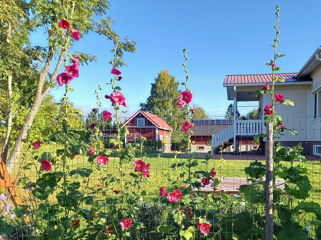 Tarhasalkoruusu  