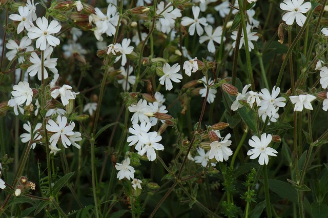 Valkoailakki