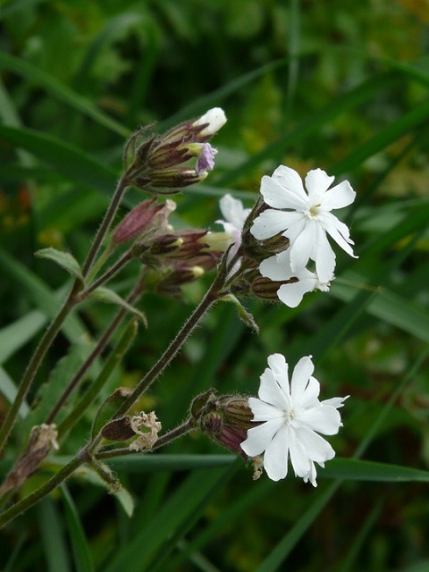 Valkoailakki