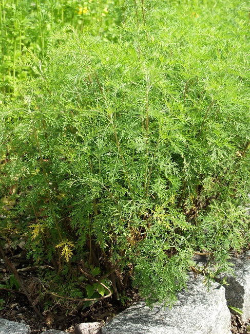Aaprottimaruna