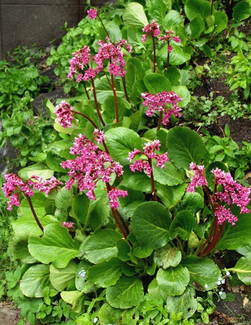 Herttavuorenkilpi