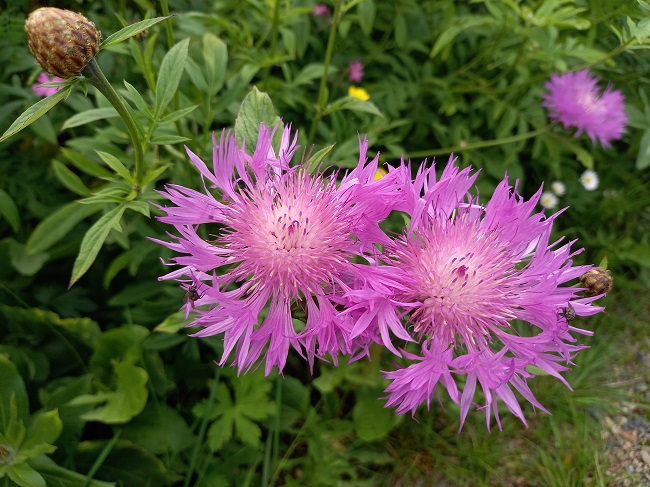 Huopakaunokki 