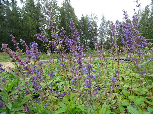 Isokissanminttu