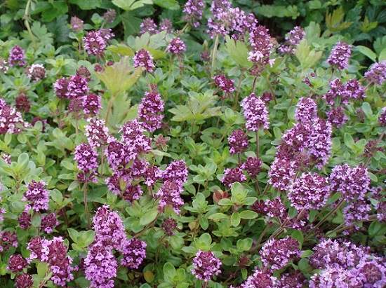 Kangasajuruoho
