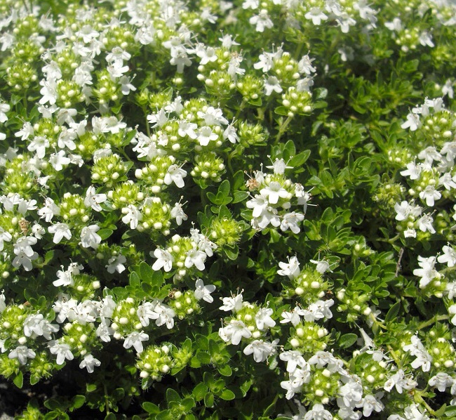 Kangasajuruoho 