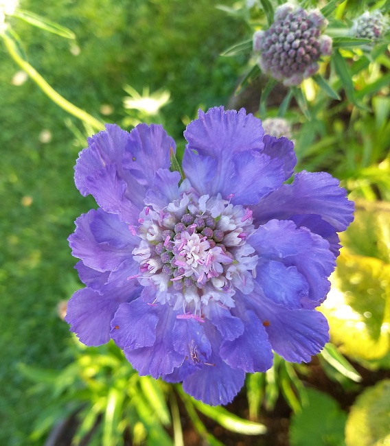 Kaukasiantörmäkukka 