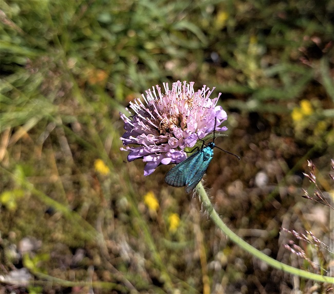 Ketoruusuruoho 