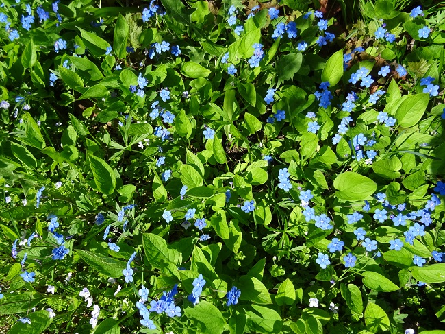Kevätkaihonkukka