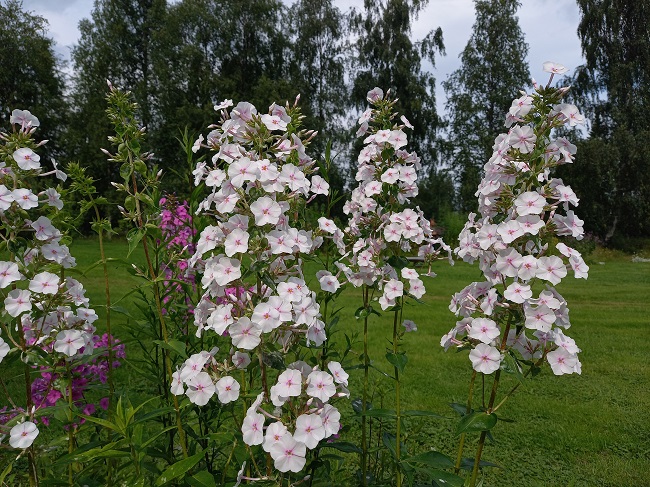 Kiiltoleimu
