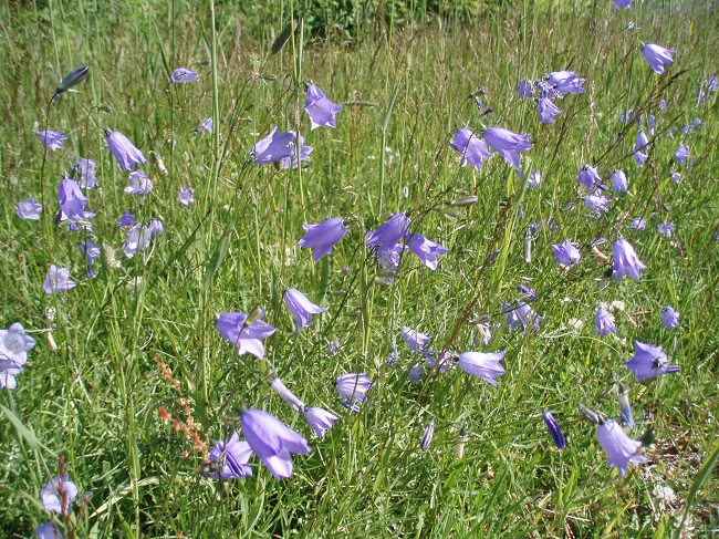 Kissankello 