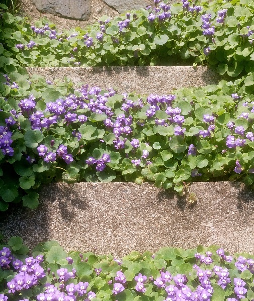Kivikkokilkka