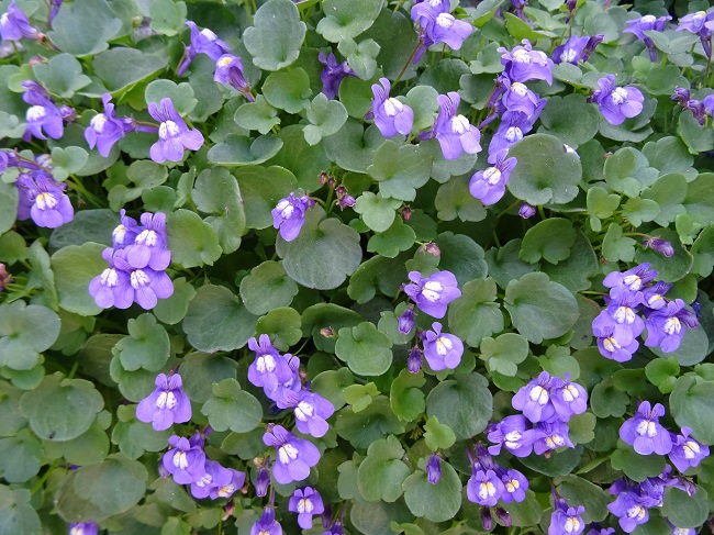 Kivikkokilkka