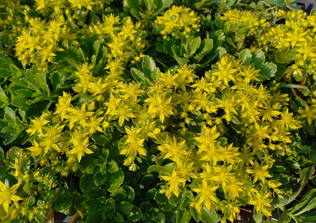 Kultamaksaruoho   