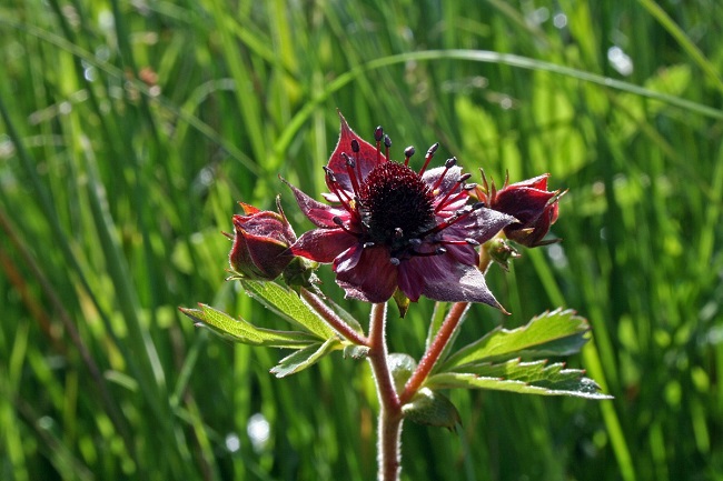 Kurjenjalka