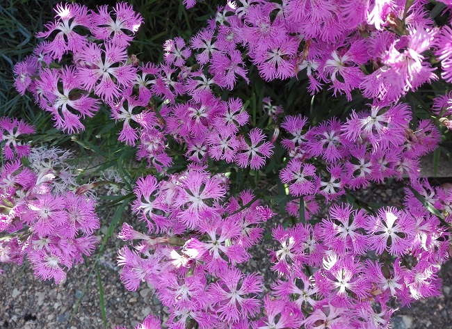 Lapinneilikka