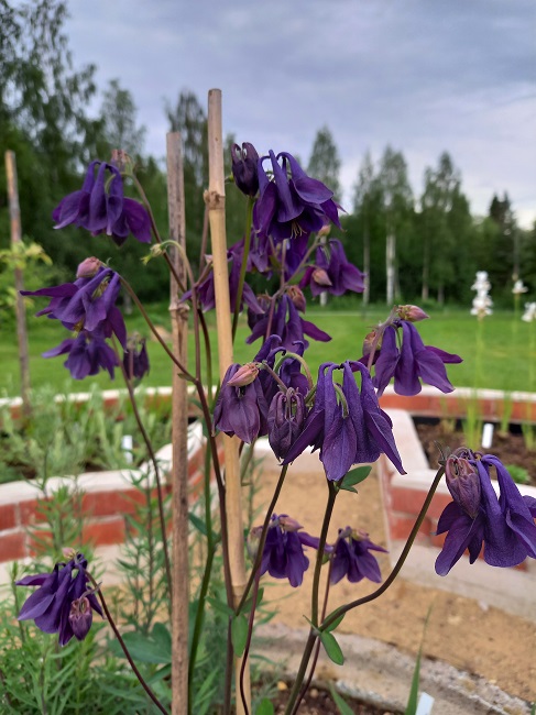 Lehtoakileija 