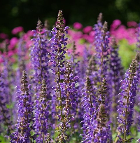 Lehtosalvia