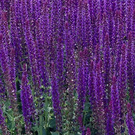 Loistosalvia 