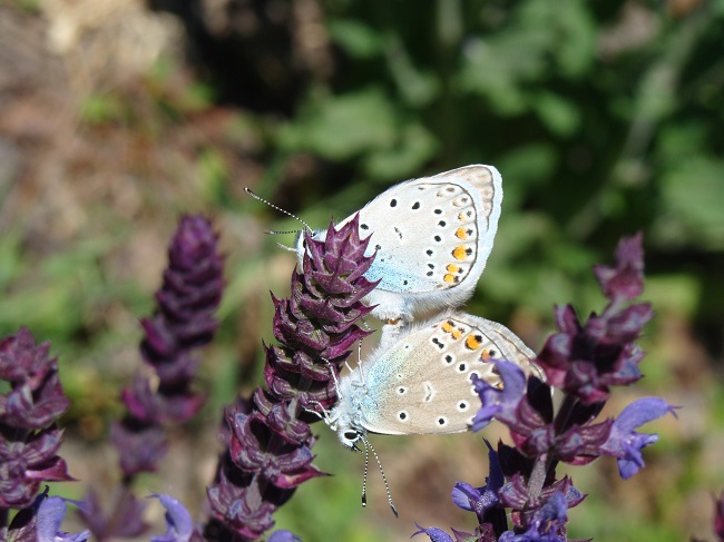 Loistosalvia 