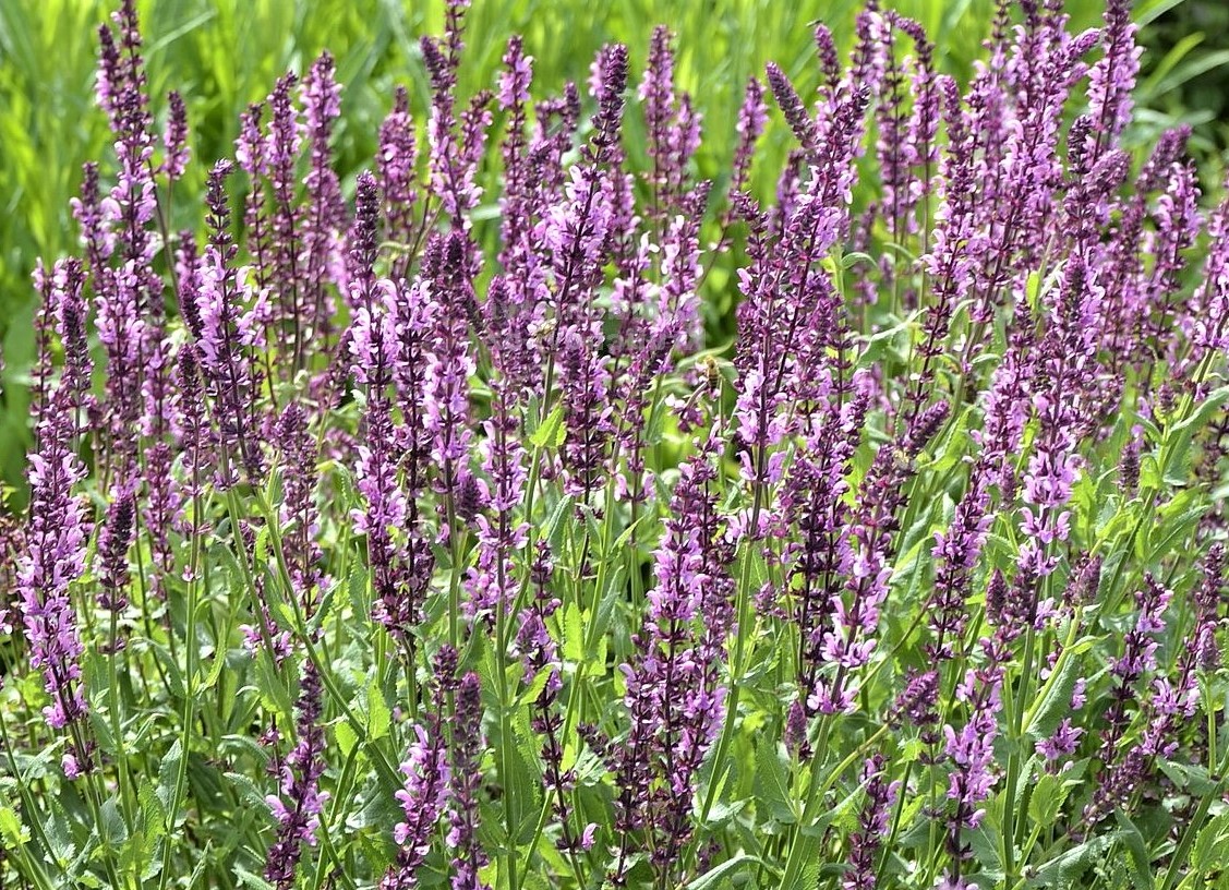 Loistosalvia  