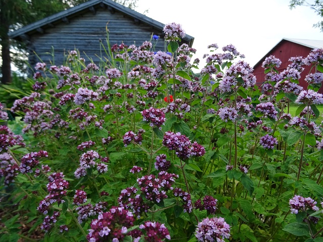 Mäkimeirami