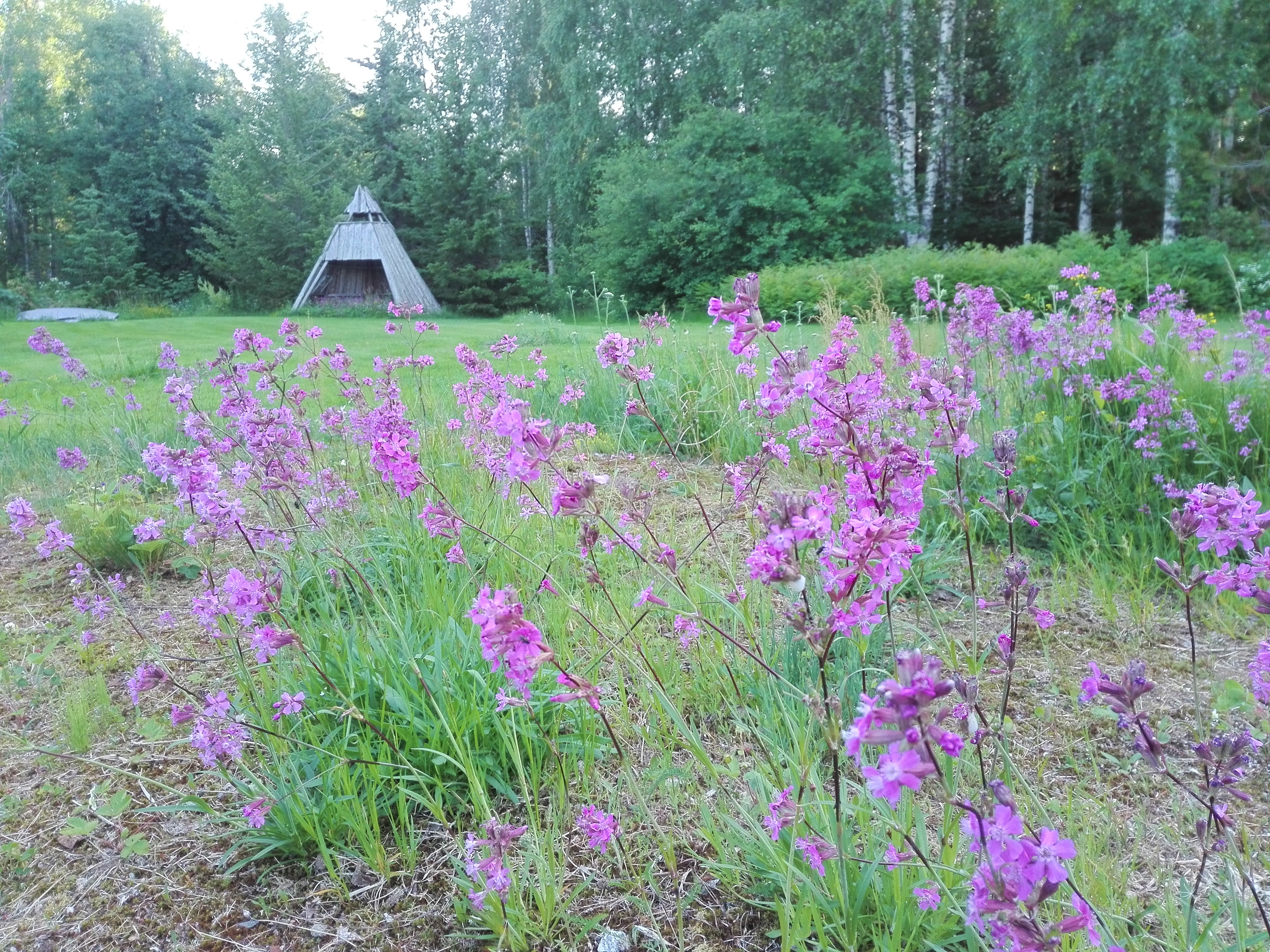 Mäkitervakko
