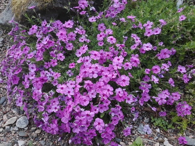 Mätäsleimu  