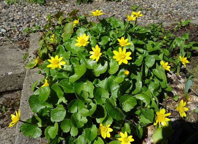 Mukulaleinikki