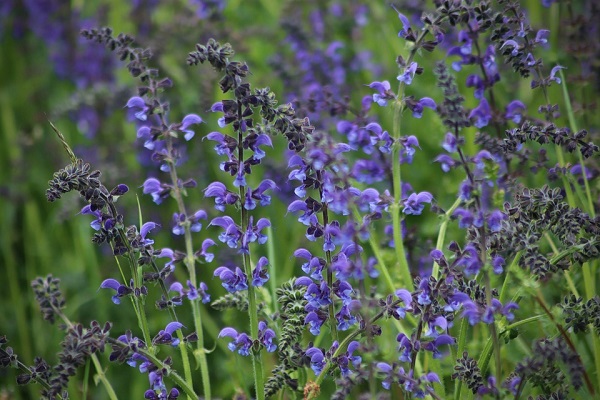 Niittysalvia 
