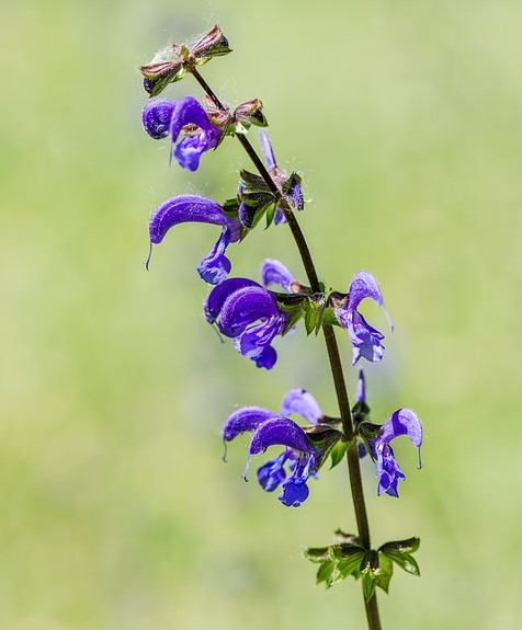 Niittysalvia 
