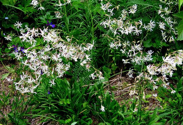 Nuokkukohokki
