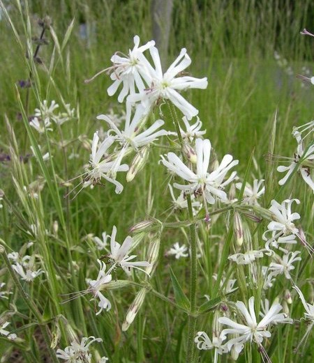 Nuokkukohokki