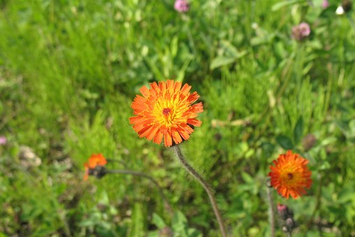 Oranssikeltano