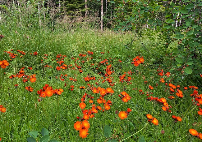 Oranssikeltano