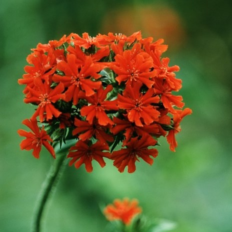 Palavarakkaus