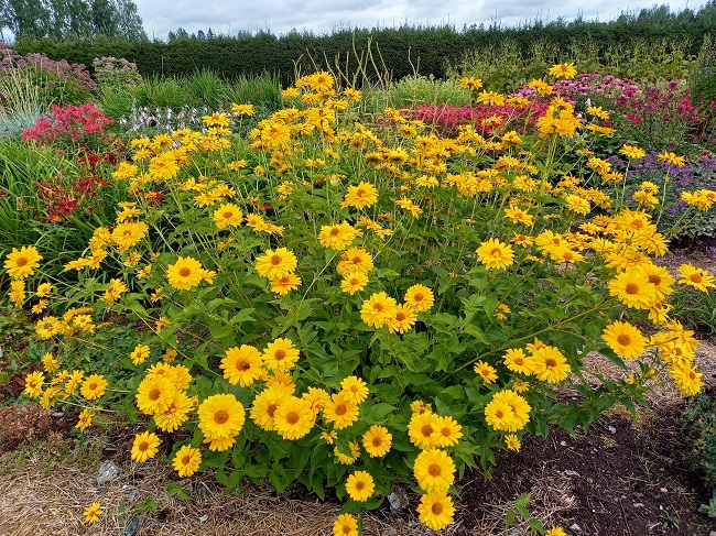 Päivänsilmä