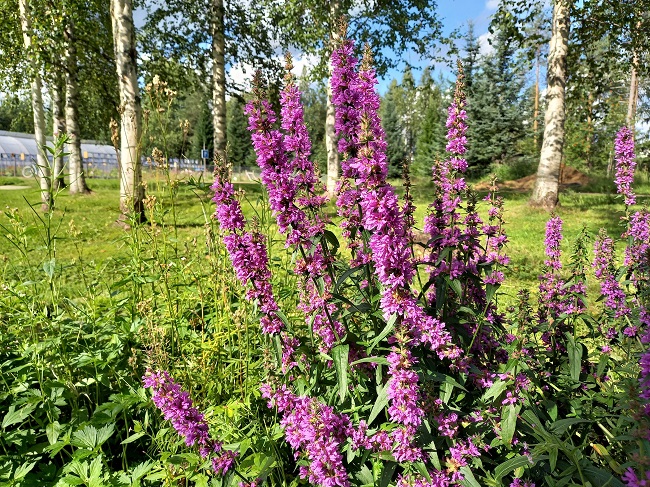 Pohjanrantakukka