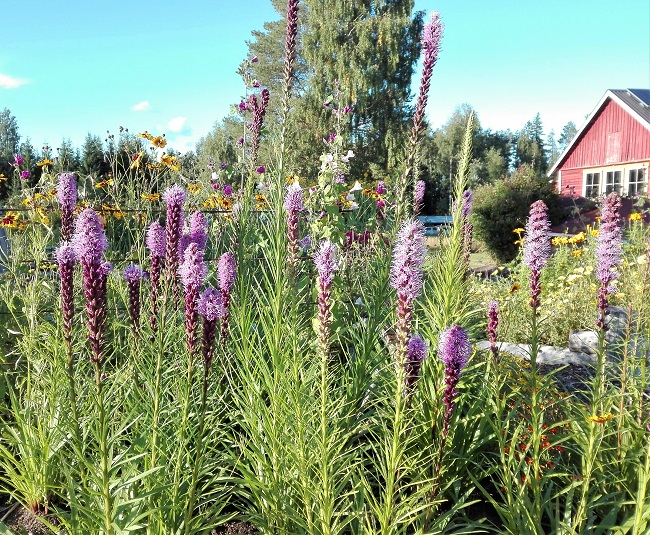 Noropunatähkä