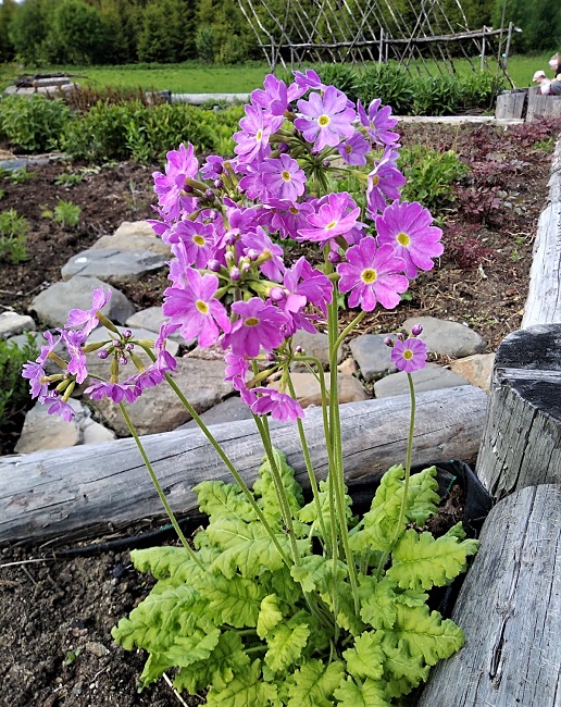 Purppuraesikko